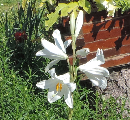 Lilium candidum (Liliaceae)  - Giglio di Sant''Antonio